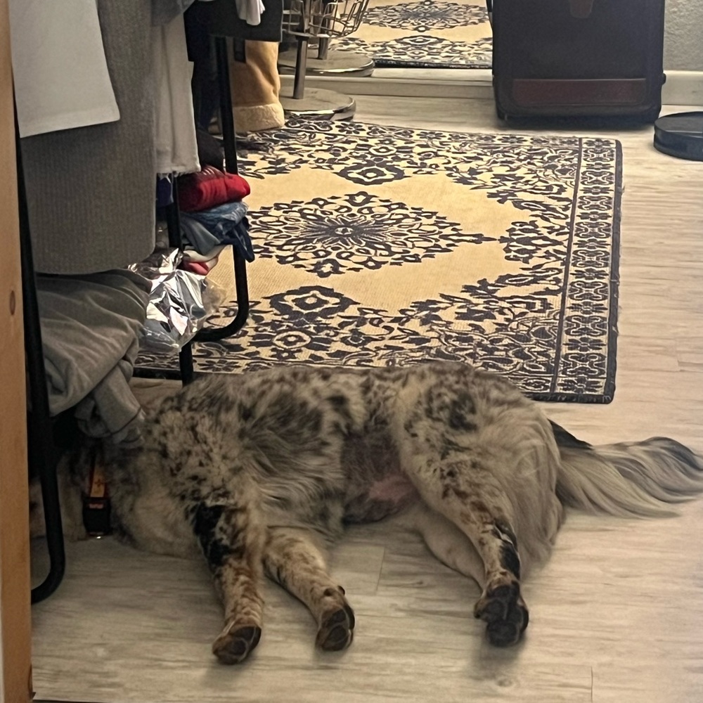 Thanks for Stopping By!❤️ Pet Friendly Closet! My brood of 7 🐾 - Picture 15 of 16
